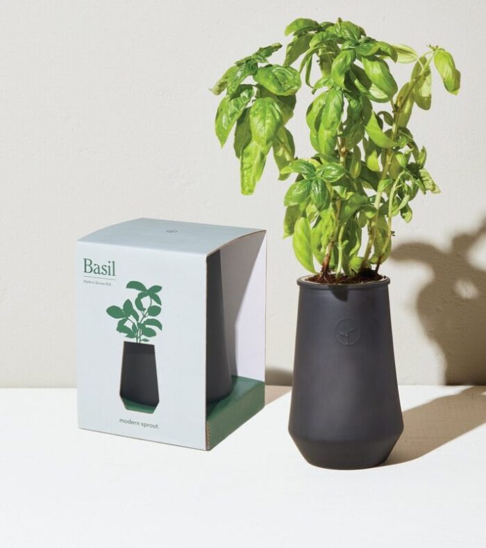 TaperedTumblers Basil